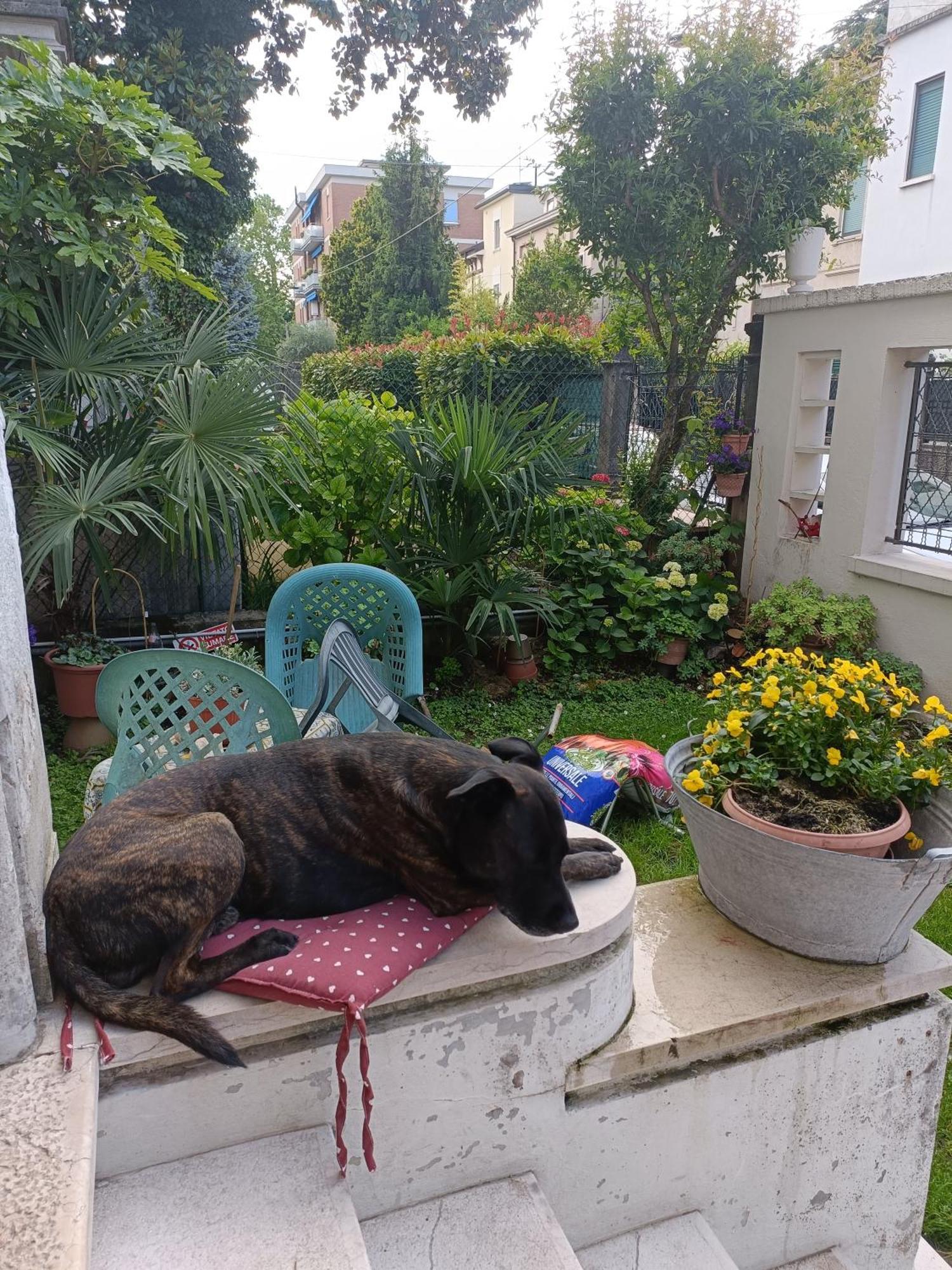 B&B Mavipagi Verona Dış mekan fotoğraf
